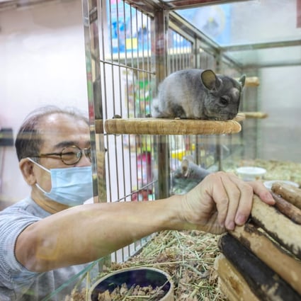 Why Hong Kong's hamster cull isn't the best choice from a veterinary  perspective | South China Morning Post