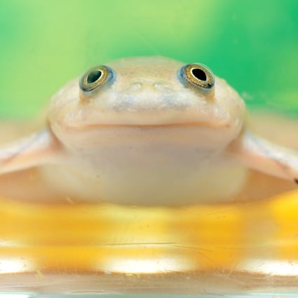 Scientists are now able to regrow frog legs. Will it pave the way for