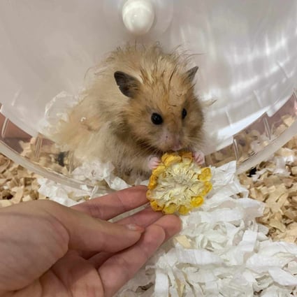 Coronavirus Hong Kong hamster owners dump pets as health authorities