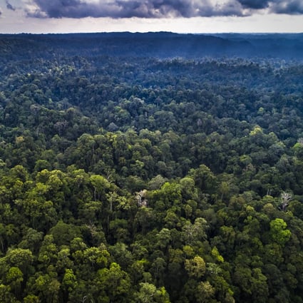 An aerial view of forest in East Kalimantan, where spirits and ghouls are said to reside. Photo: Rainforest Action Network Handout