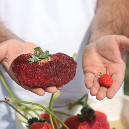 Israeli Farmer Grows World S Biggest Strawberry Breaking Japanese Record South China Morning Post Israeli Farmer Grows World S Biggest Strawberry Breaking Japanese Record South China Morning Post