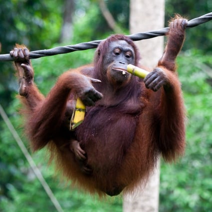 An orangutan chews on some bamboo in Borneo, Malaysia, site of a rehabilitation centre for the great apes. It’s one of  relatively few wildlife attractions that put animals first. Photo: Getty Images