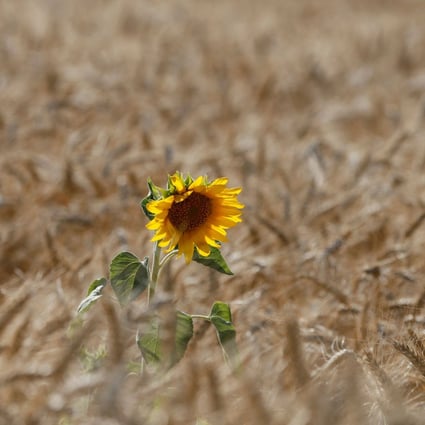 A sunflower is seen on a wheat field near the village of Zhovtneve, Ukraine, in July 2016. This former Soviet state has over the past two decades become a breadbasket to the world. Photo: Reuters 