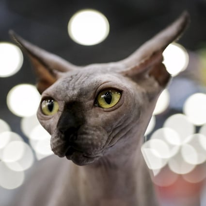 A Sphynx cat at the International Cat Show in Moscow in 2016. Federation Internationale Feline has banned Russian cats from international competition. File photo: Reuters
