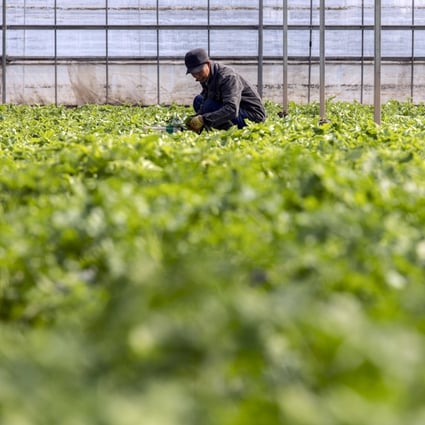 There is no room for complacency in food security, Chinese President Xi Jinping says. Photo: Bloomberg