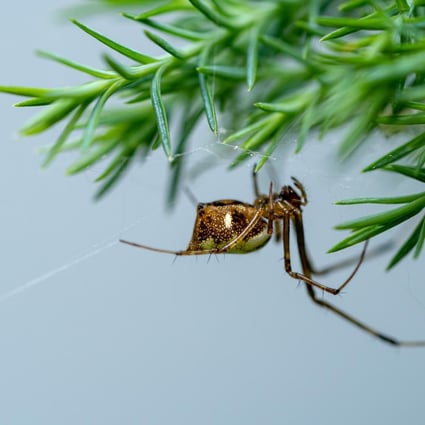 Giant spiders from Japan could colonise the US East Coast ...