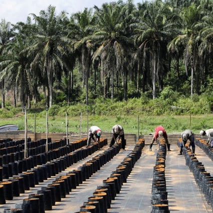 Workers plant oil palm seeds at an oil palm plantation in Slim River, Malaysia in August 2021. Photo: Reuters 