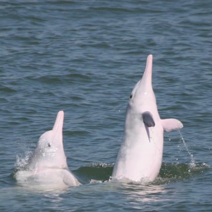 Chinese white dolphin numbers in Hong Kong waters have been falling for years, but in 2021 only two were found washed up dead on beaches, probably because Macau ferry services were halted. 