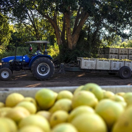 Regulations have been eased to facilitate the export of lemons from African nations to China. Photo: AFP