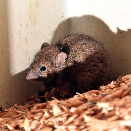 The mice could once more sire pups four to six weeks after they were taken off the drug. Photo illustration: AFP