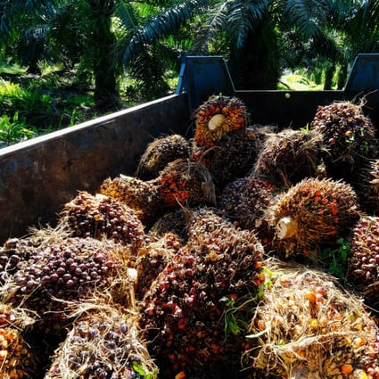 Harvested oil palm fruits are loaded into a trailer at a plantation in Kapar, Selangor, Malaysia. Exports of palm oil have increased as supplies of other cooking oils have been affected by Russia’s invasion of Ukraine. Photo: Bloomberg
