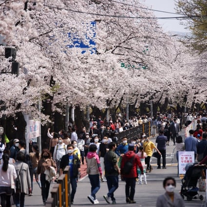 People walk among blooming cherry blossoms in Seoul, South Korea. Photo: Reuters