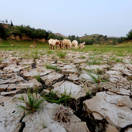 Sheep graze in a dried-up reservoir during a drought in  China’s Henan province. Photo: Xinhua 
