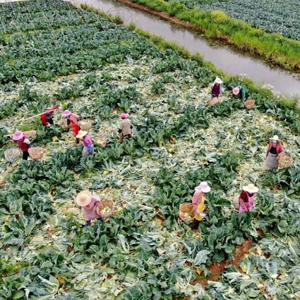 Farmers in eastern China’s Jiangsu province harvest cauliflower on Sunday. The crops, bound for Shanghai, are critically important as the city remains on lockdown due to coronavirus cases. Photo: AFP