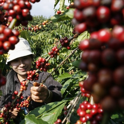 A worker harvests coffee beans in a field in Vietnam. File photo: Reuters