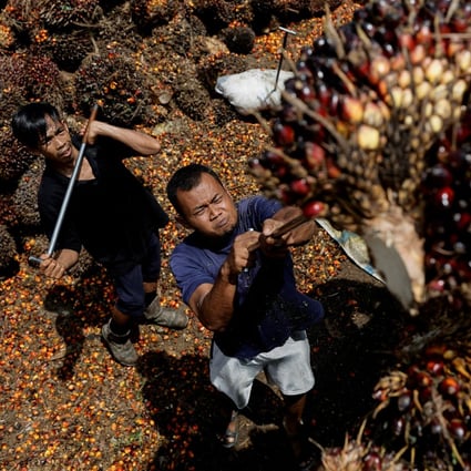 Workers load palm oil fresh fruit bunches to be transported from the collector site to factories in Riau province, Indonesia. Photo: Reuters