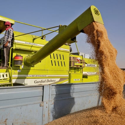 A combine deposits harvested wheat in a tractor trolley at a field on the outskirts of Ahmedabad, India in March. Photo: Reuters