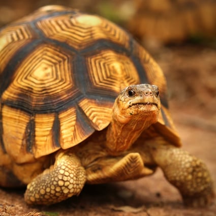 The Ploughshare tortoise is a critically endangered species known to be one of the world’s rarest species of tortoise native to Madagascar. Photo: Shutterstock