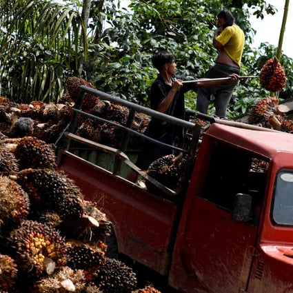 Workers in Indonesia load palm oil fresh fruit bunches to be transported from the collector site to factories. On Thursday, Indonesia said it will lift its three-week-old palm oil export ban starting on Monday due to improvements in its domestic cooking oil supply. Photo: Reuters
