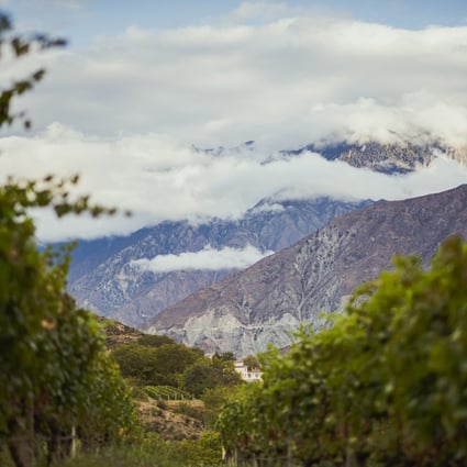 Treasury Wine Estates is taking advantage of China’s wine region (pictured), and later this year will see the release of its first made-in-China wine for the domestic market. Photo: Penfolds