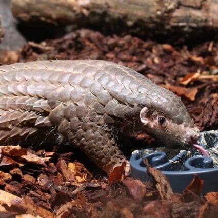 Prague’s zoo has introduced the pair of pangolins to the public. Photo: CNA