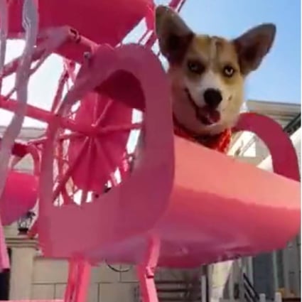A man’s childhood dream comes true after he builds a luxury home for his dogs that has a pool, disco and an amusement park with a Ferris wheel. Photo: SCMP Artwork