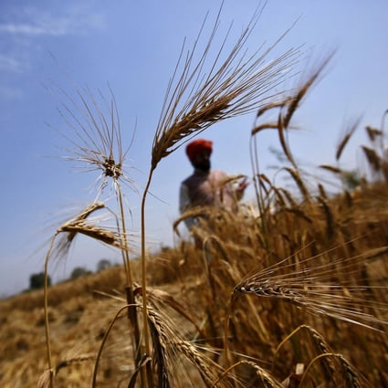 A farmer stands in his wheat field, which was damaged by unseasonal rains, in the northern Indian state of Uttar Pradesh. Photo: Reuters