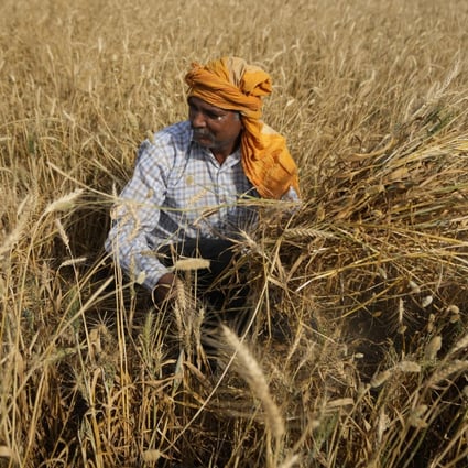 A farmer harvests wheat on the outskirts of Jammu, India. India has recently announced a ban on wheat exports, which is likely to fuel further price increases in the global market. Photo: AP