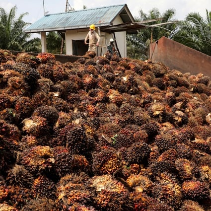 Workers handle palm oil fruits at an oil palm plantation in Slim River, Malaysia. Photo: Reuters
