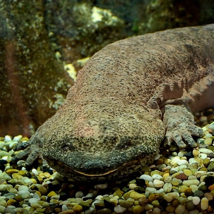 The Chinese giant salamander is known as a “living fossil”.  Photo: Shutterstock