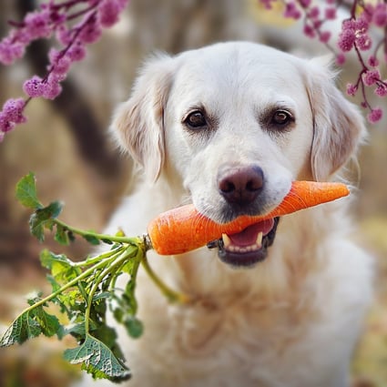 Plant-based eating is a growing trend, but is a vegan diet healthy for your pet? Photo: Shutterstock