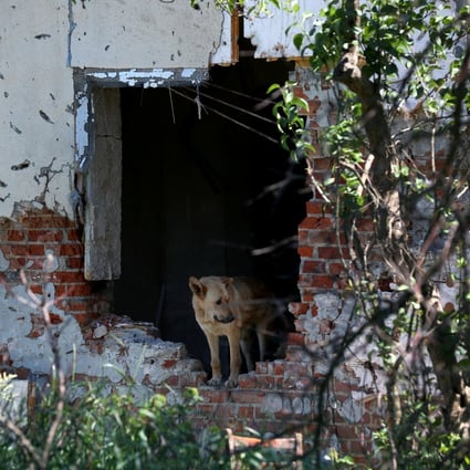 A dog stands in a damaged house on the outskirts of Kharkiv, Ukraine, on June 6, as the war continues. Photo: Reuters