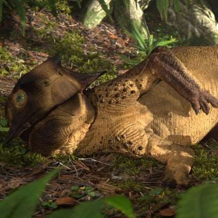 An artist rendition of a Psittacosaurus ‘belly button’. Photo: Jagged Fang Designs