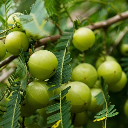 Amla, or Indian gooseberry, is widely used in Ayurvedic medicine. Now it is being hailed as a new superfood. Photo: Shutterstock