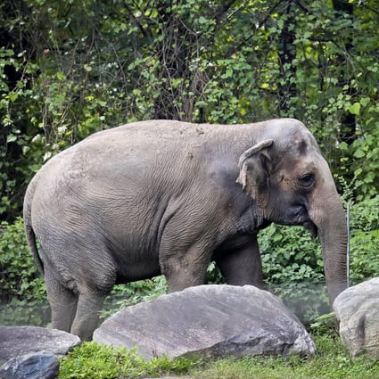 New York’s top court rejected an effort to free Happy the elephant from the Bronx Zoo, ruling that she does not meet the definition of “person”. Photo: AP