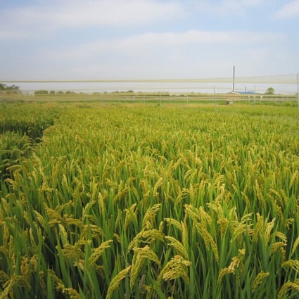 Rising temperatures as a result of climate change are threatening the security of vital crops like rice. Photo: Handout.
