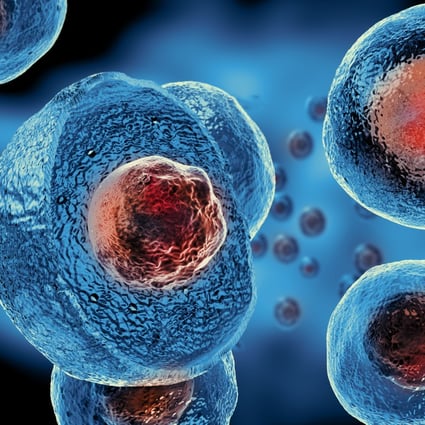A Chinese team has found a way to turn pluripotent cells into totipotent cells. Photo: Shutterstock