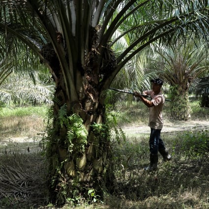 A worker harvests palm oil fruits at a plantation in Selangor’s Banting, Malaysia. Photo: Reuters