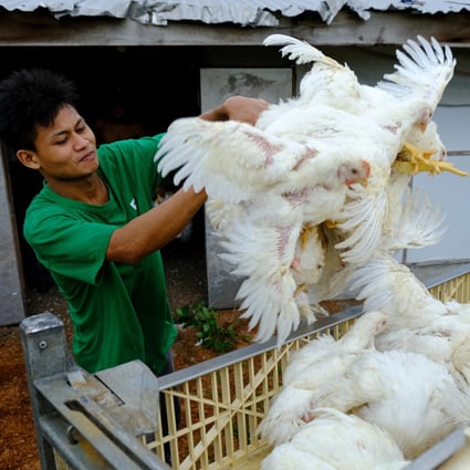 A farmworker in Malaysia loads chickens for export to Singapore. The suspension of exports caused a flap in the city state where chicken rice is almost a national dish. Photo: Bloomberg