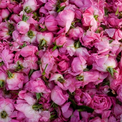 Damask roses for Bulgaria’s rose oil that is so precious it’s called “liquid gold”. Photo: AFP