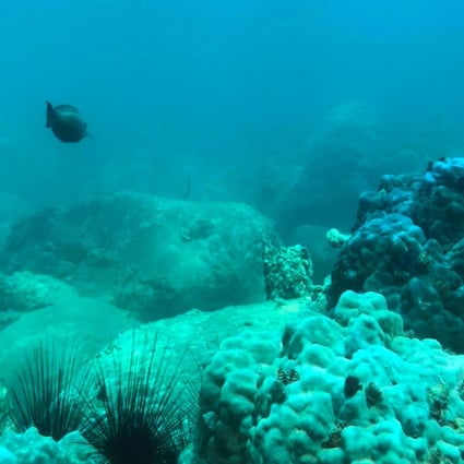 Part of the he seabed off Hon Mun island in Vietnam’s Nha Trang Bay, where authorities have banned swimming and scuba diving in an attempt to reverse damage to coral reefs. Photo: AFP
