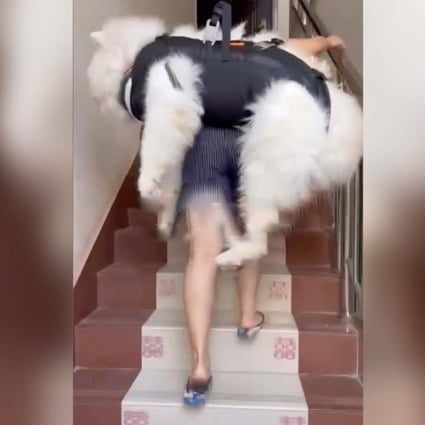 A woman in China was lauded for making the effort to carry her elderly dog up the stairs every day. Photo: SCMP composite