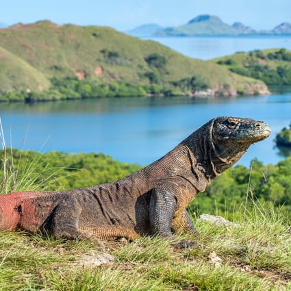 Indonesia's Komodo dragons are endangered. But are tourists willing to pay US$250, instead of $10, to see them? | South China Morning Post Indonesia's Komodo dragons are endangered. But are tourists willing to pay US$250, instead of $10, to see them? | South China Morning Post