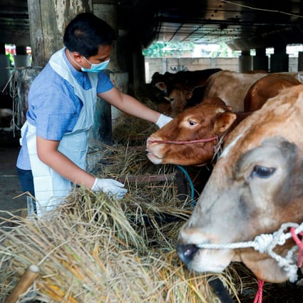 A marine and agricultural food security officer inspects a cow at a cattle shop to prevent the spread of foot and mouth disease in Tanjung Priok, Indonesia’s North Jakarta. Photo: Reuters