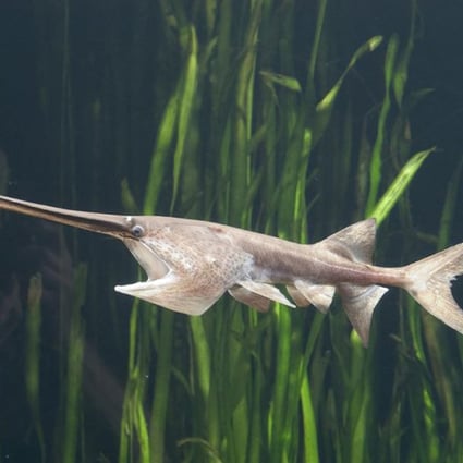 The Chinese paddlefish has been declared extinct after the International Union for Conservation of Nature updated its Red List of Threatened Species. Photo: Handout