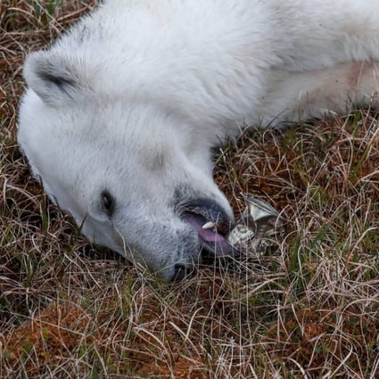 Polar bear rescued in Russia after getting tongue stuck in milk can