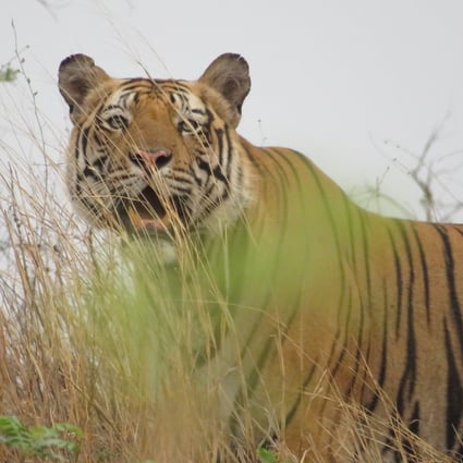 A Bengal tiger in Bandhavgarh National Park, India. The park boasts one of the healthiest populations of the endangered Bengal tiger. Photo: Tamara Hinson
