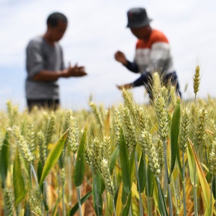 Farmers check the growth of wheat in east China’s Anhui Province. Photo: Xinhua