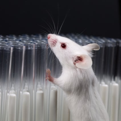 Recent study on mice shows there is a critical period in which sensory experience has a big impact on  brain function. Photo: Shutterstock