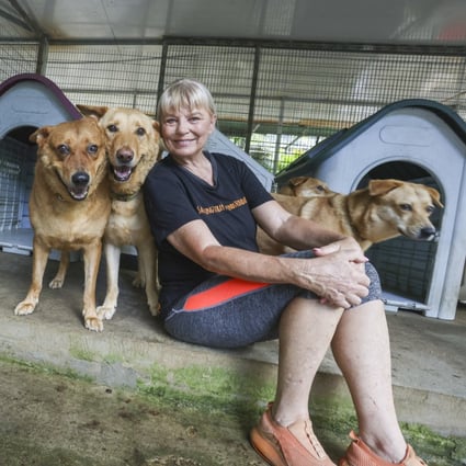 Spirit of Hong Kong 2022 Community Award nominee Narelle Pamuk with some of the 200 dogs her foundation looks after. Photo: Jonathan Wong